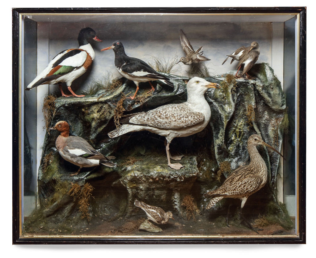 A very large Edwardian Taxidermy case with European Sea-Birds