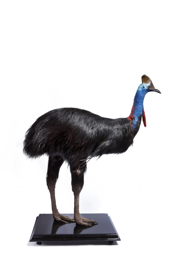 A rare Taxidermy Southern Cassowary (Casuarius Casuarius)