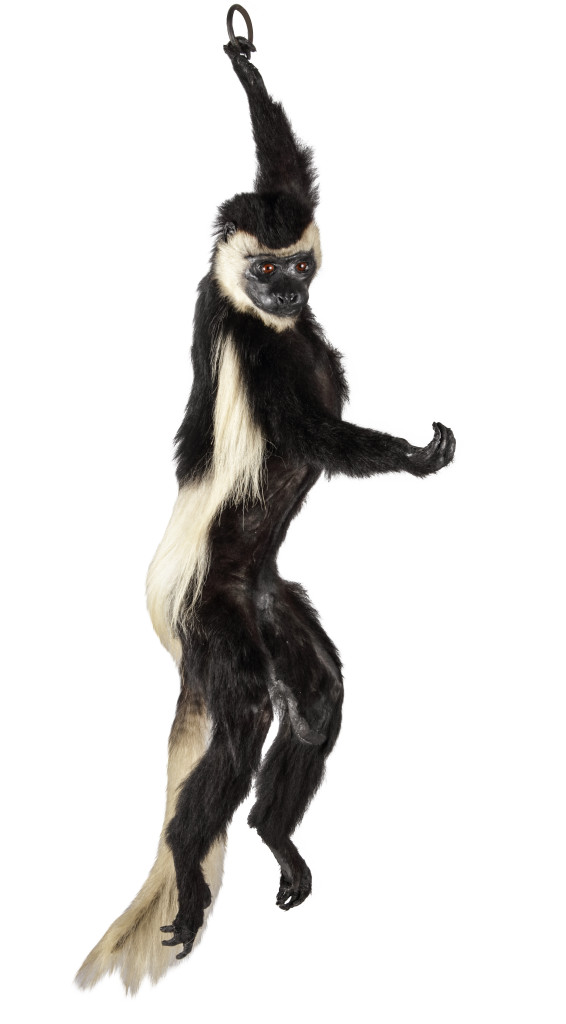 A rare Victorian taxidermy Colobus Monkey (Colobus Angolensis)