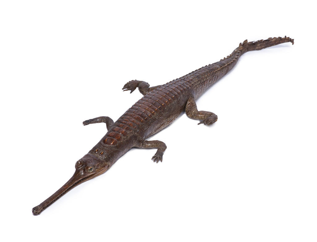 A charming Taxidermy Gharial (Gavialis Gangeticus)
