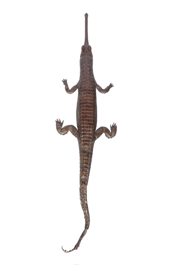 A charming Taxidermy Gharial (Gavialis Gangeticus)