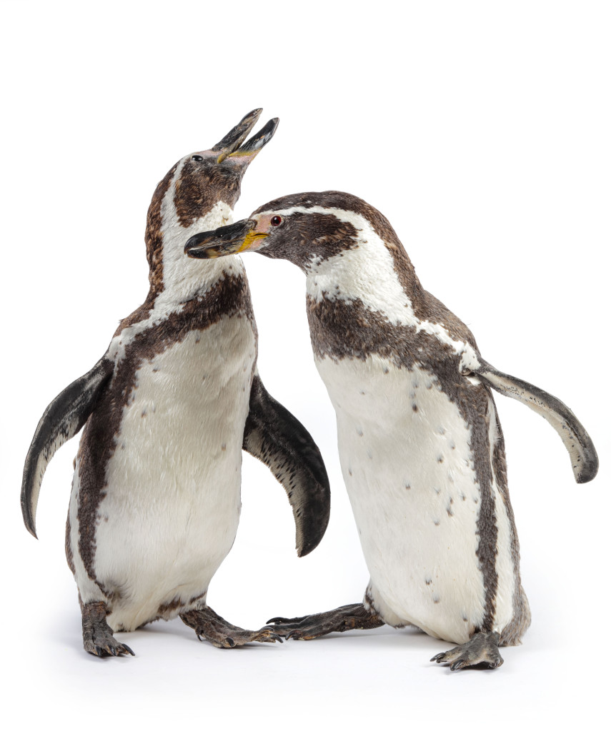 A charming Taxidermy Humboldt Penguin couple (Spheniscus Humboldti)