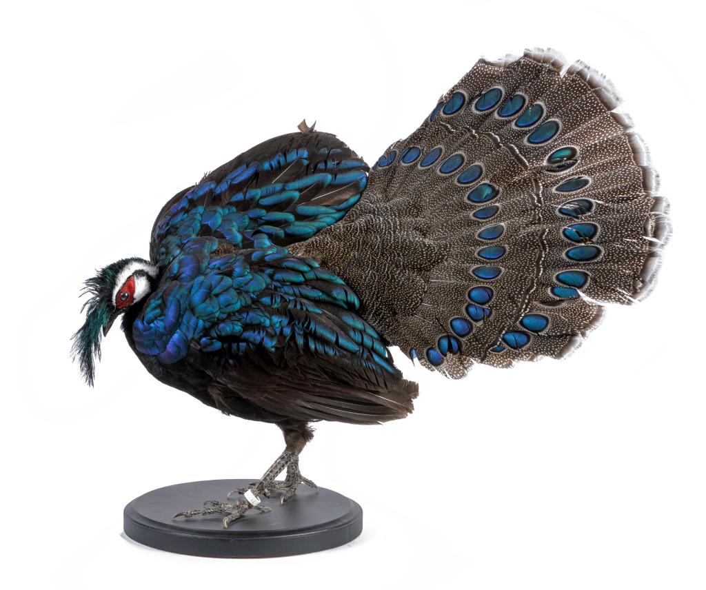 A Taxidermy Palawan peacock-pheasant (Polyplectron Napoleonis)