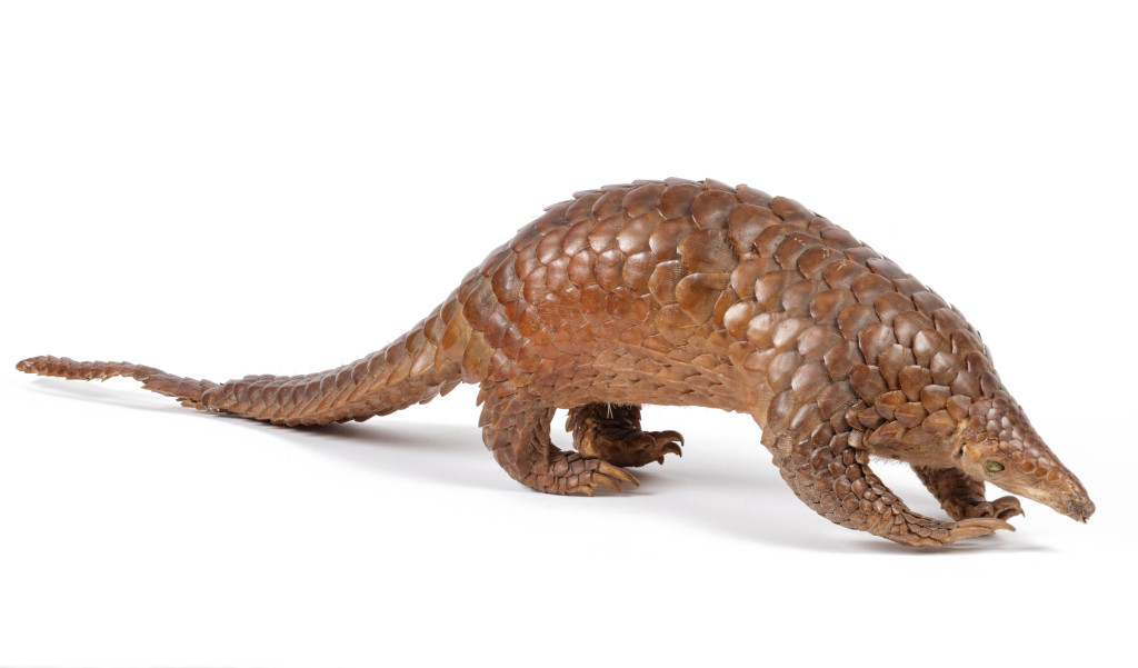 A Taxidermy Sunda Pangolin (Manis Javanica) | Zebregs&Röell