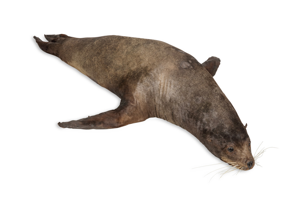 A Seldomly Seen Large Taxidermy California Sea Lion ( Zalophus Californianus) Possibly by Rowland Ward (1848-1912)