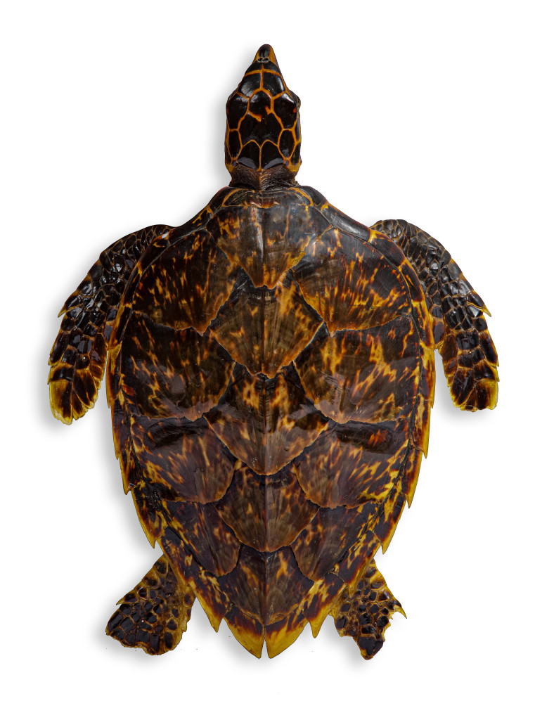 Two charming taxidermy Sea turtles
