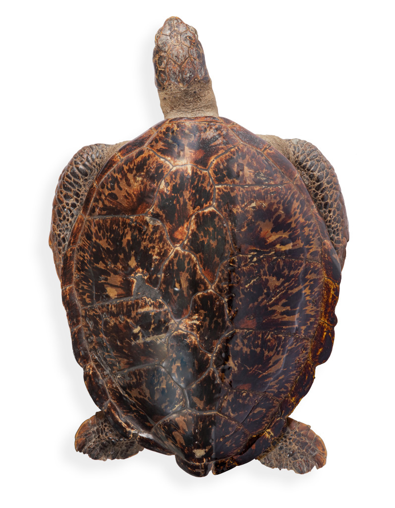 Two charming taxidermy Sea turtles