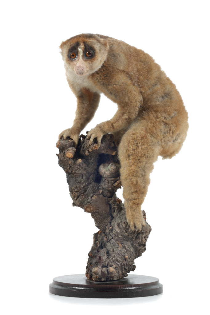 An extremely rare antique taxidermy Sunda Slow Loris (Nyctiabus Coucang)