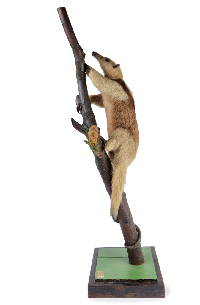 A Taxidermy Tamandua Tree Ant Eater (Possibly Tamandua Mexicana)