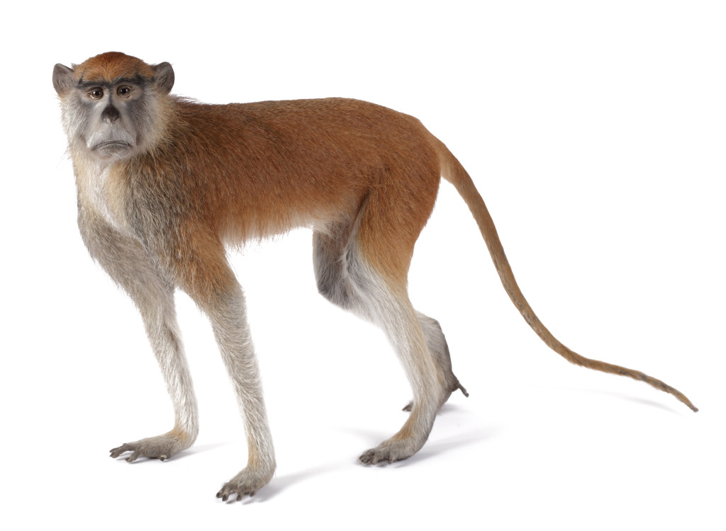 A taxidermy Red Patas or Hussar Monkey (Erythrocebus patas)