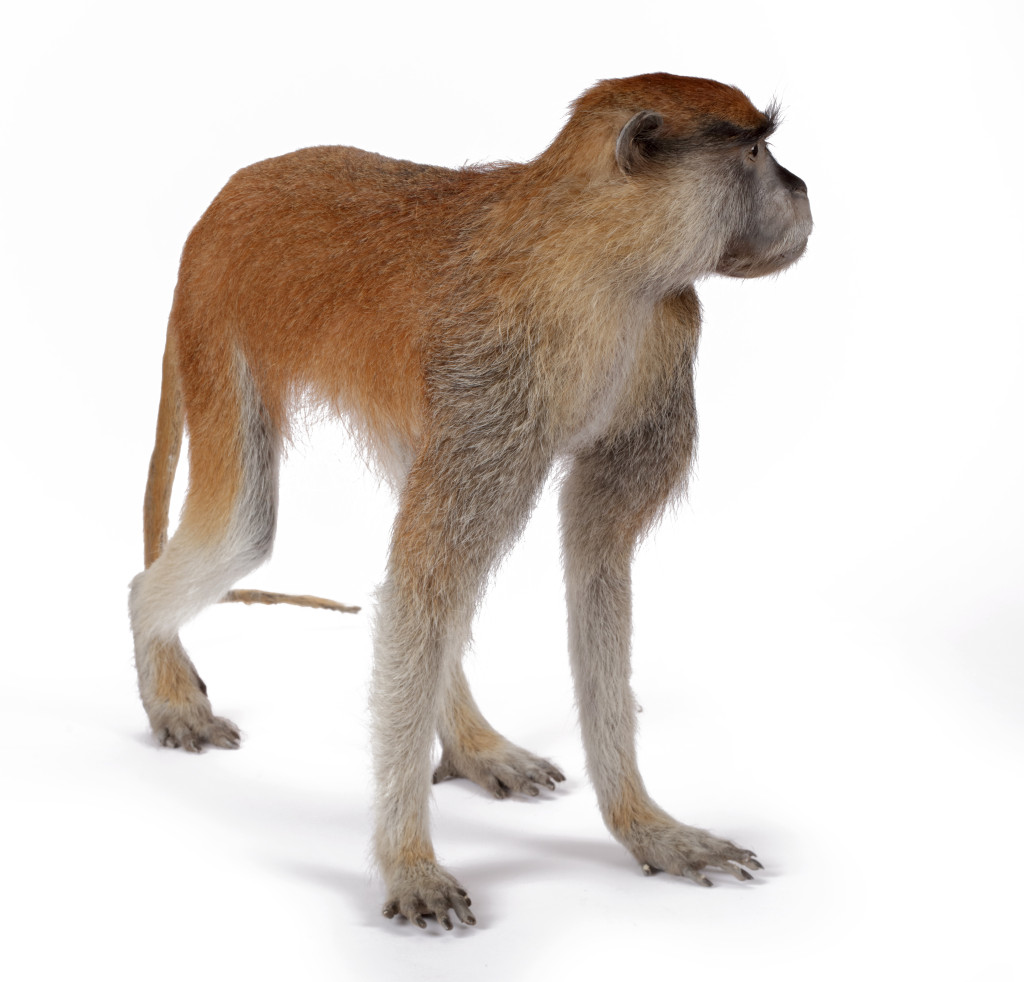 A taxidermy Red Patas or Hussar Monkey (Erythrocebus patas)