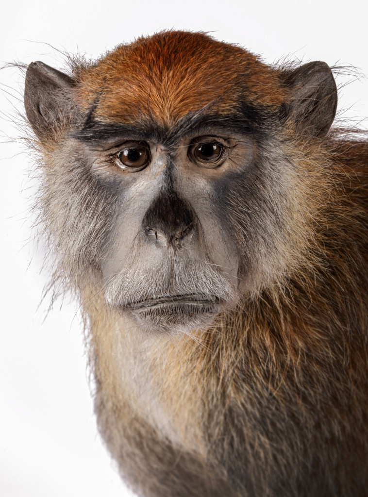 A taxidermy Red Patas or Hussar Monkey (Erythrocebus patas)