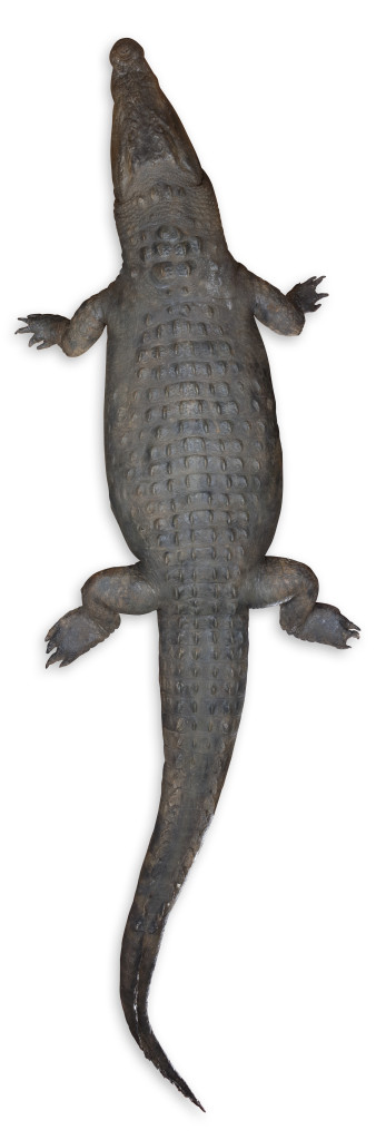Two large taxidermy crocodiles