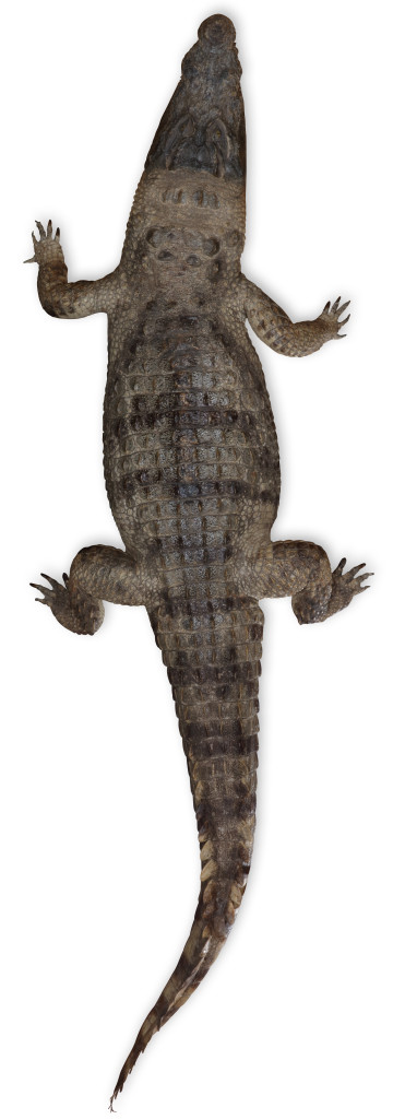 Two large taxidermy crocodiles