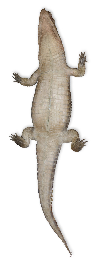 Two large taxidermy crocodiles