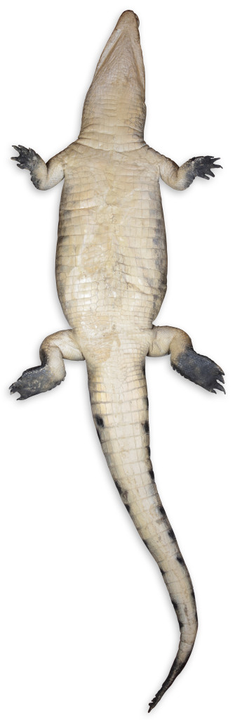 Two large taxidermy crocodiles