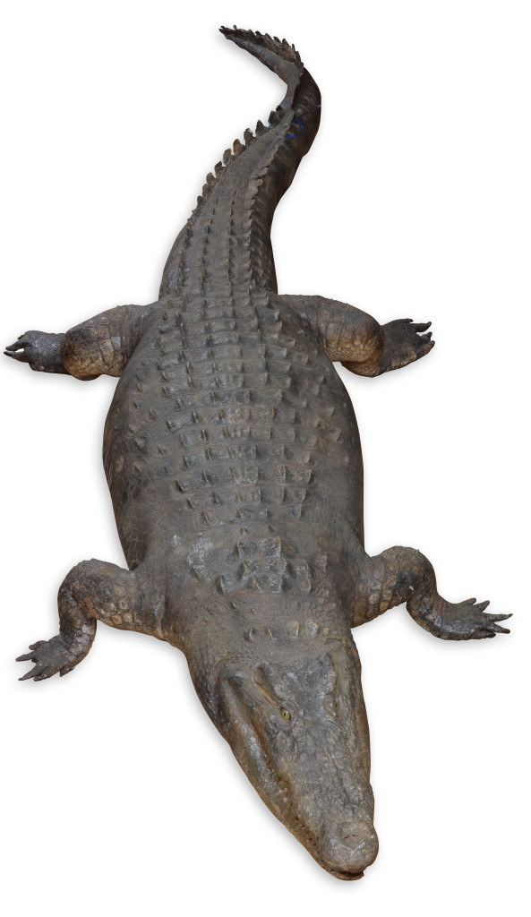 Two large taxidermy crocodiles