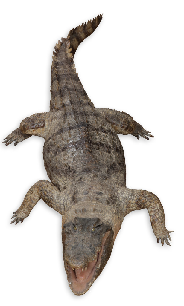 Two large taxidermy crocodiles