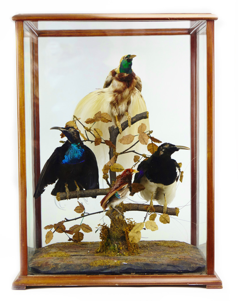 An extremely rare Australian victorian display cabinet with birds of paradise by Jane Catherine Ward (1817-1889)