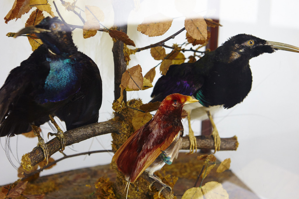 An extremely rare Australian victorian display cabinet with birds of paradise by Jane Catherine Ward (1817-1889)