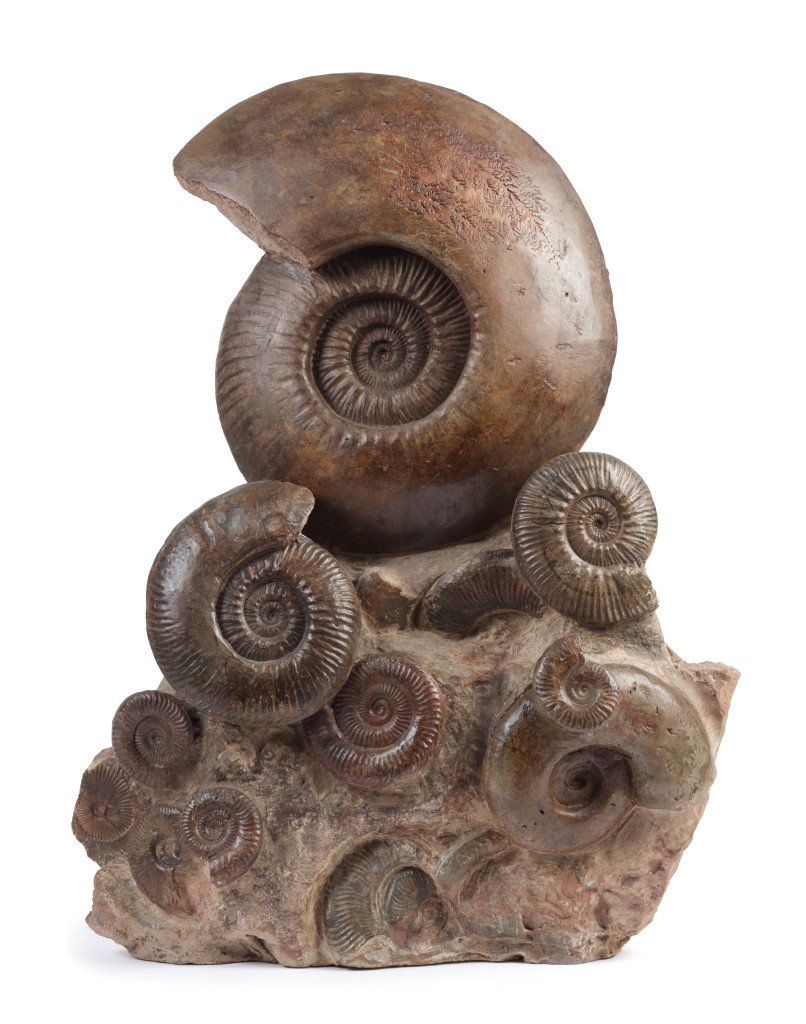 A very large group of Ammonites