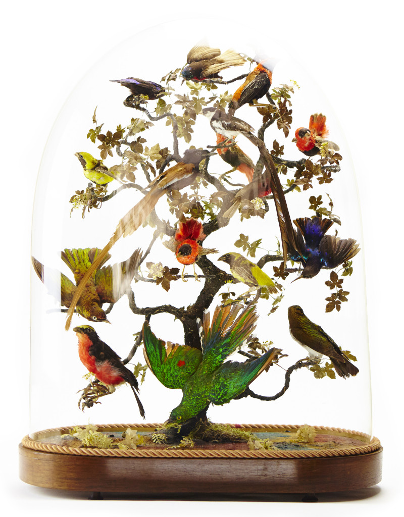 A large French glass dome with taxidermy tropical African birds