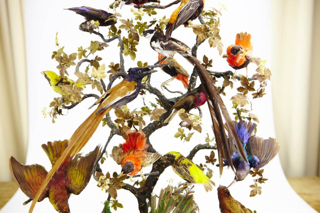 A large French glass dome with taxidermy tropical African birds