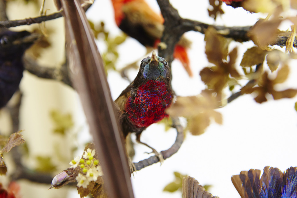 A large French glass dome with taxidermy tropical African birds