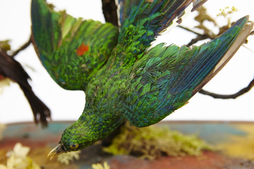 A large French glass dome with taxidermy tropical African birds