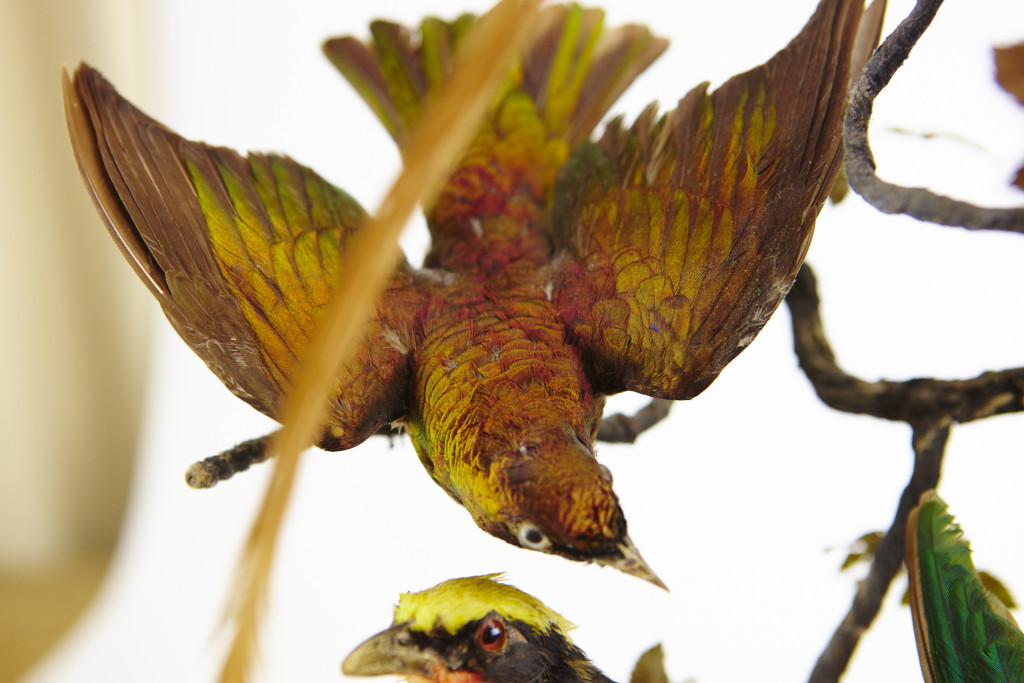 A large French glass dome with taxidermy tropical African birds