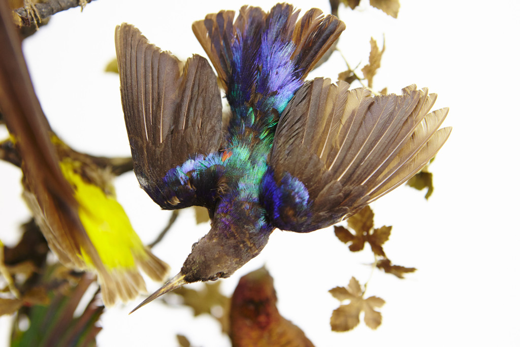 A large French glass dome with taxidermy tropical African birds