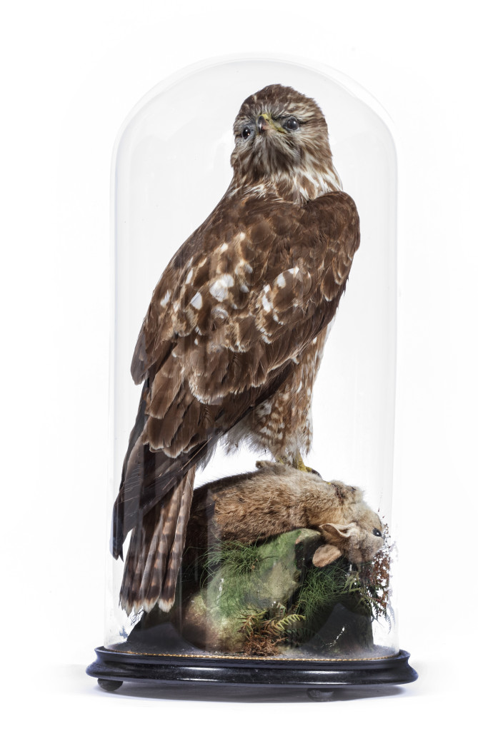 A Victorian taxidermy Common Buzzard (Buteo buteo) with rabbit prey under a dome