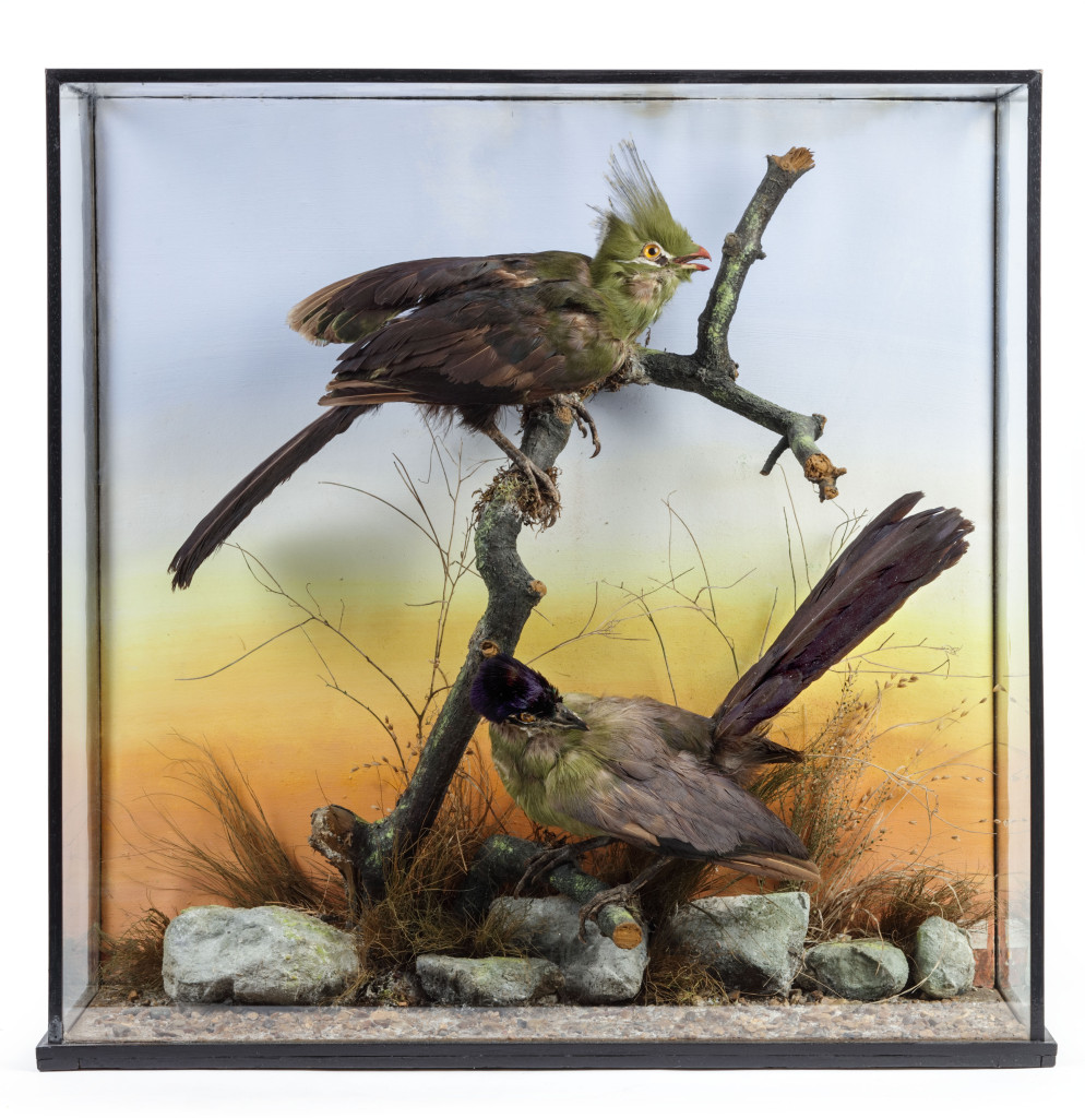 A Victorian Display Case with Taxidermy Turaco Birds, labeled for and by George F. Butt For Rowland Ward