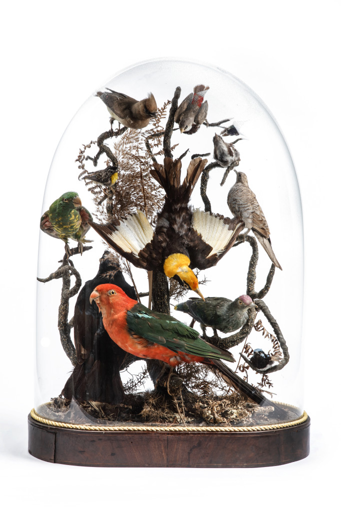 A victorian dome with taxidermy mostly Australian birds