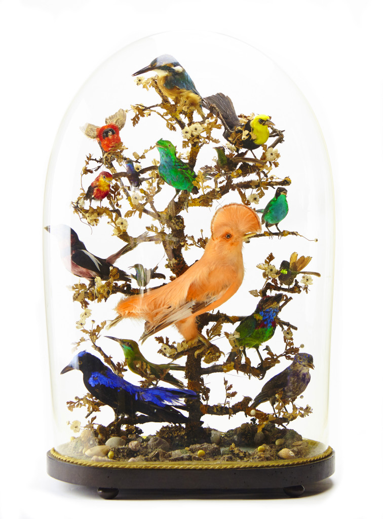 A large French glass dome with Taxidermy tropical birds, a.o. a Cock of the Rock and several Cotinga