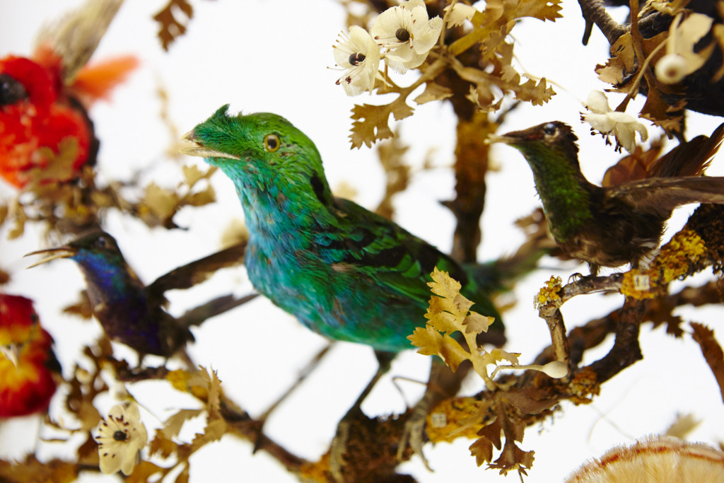 A large French glass dome with Taxidermy tropical birds, a.o. a Cock of the Rock and several Cotinga