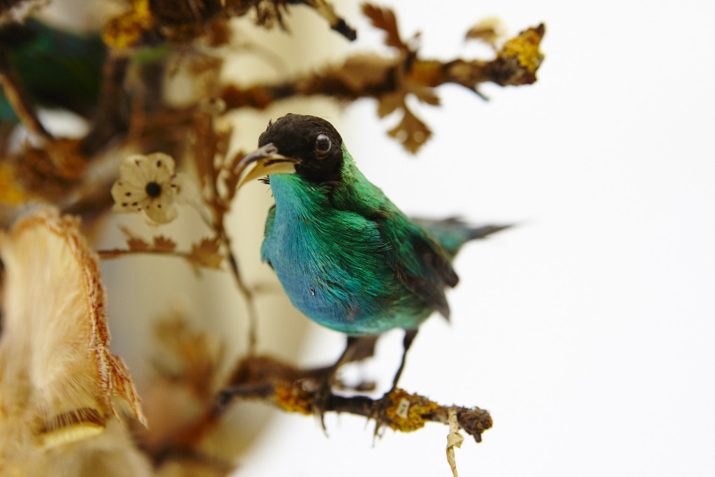 A large French glass dome with Taxidermy tropical birds, a.o. a Cock of the Rock and several Cotinga