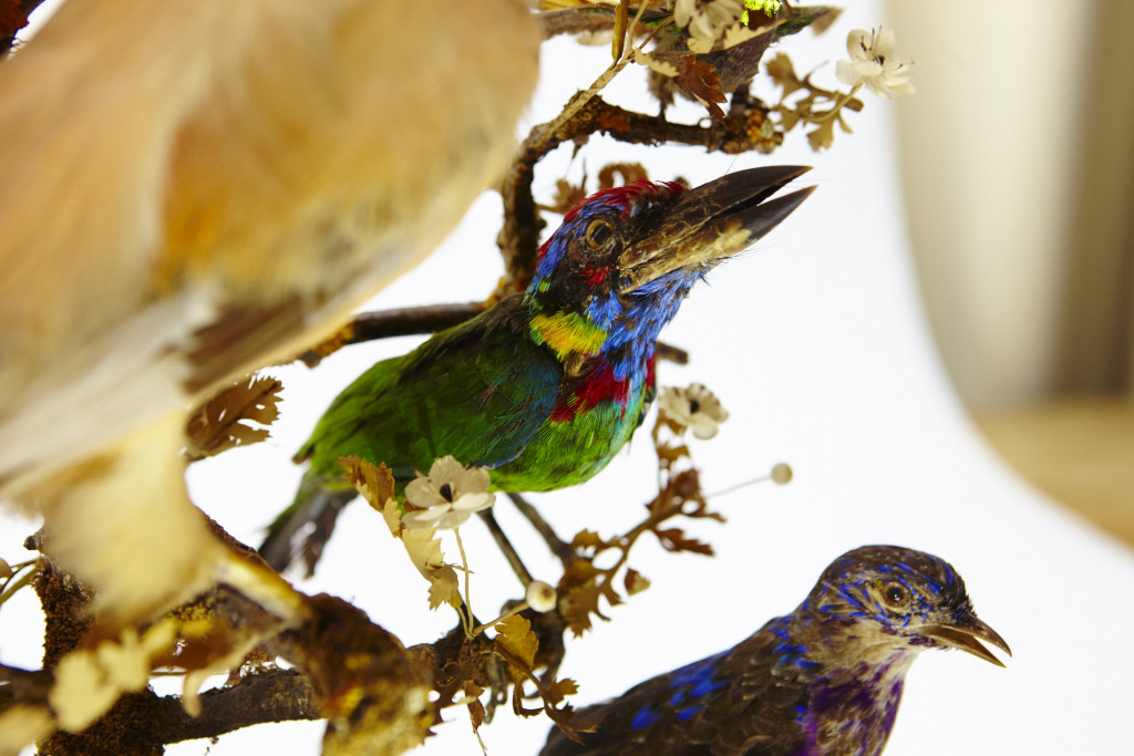 A large French glass dome with Taxidermy tropical birds, a.o. a Cock of the Rock and several Cotinga