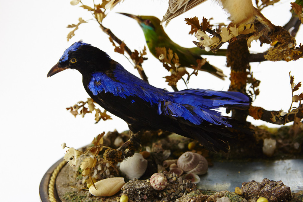 A large French glass dome with Taxidermy tropical birds, a.o. a Cock of the Rock and several Cotinga