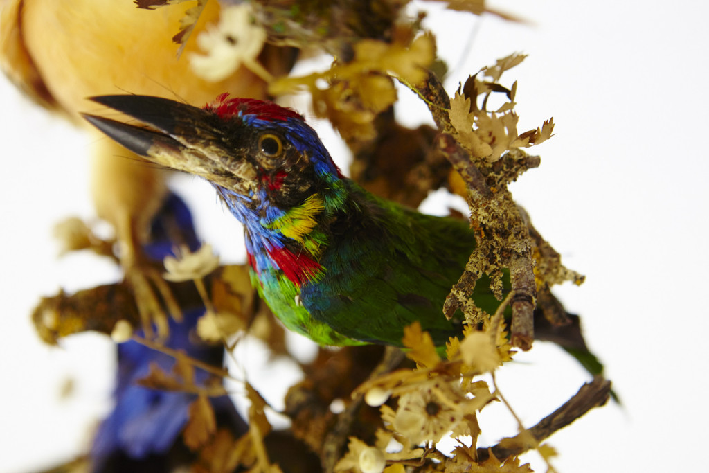 A large French glass dome with Taxidermy tropical birds, a.o. a Cock of the Rock and several Cotinga