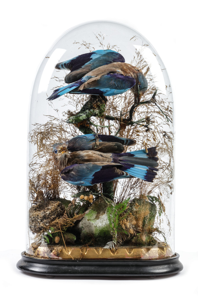 A Victorian taxidermy dome with Indian Roller birds (Coracias benghalensis)
