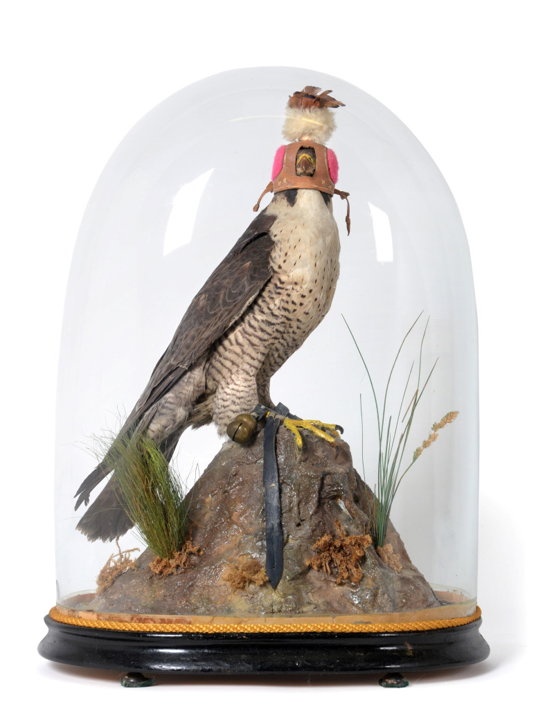 A Victorian Taxidermy hooded Peregrine Falcon
