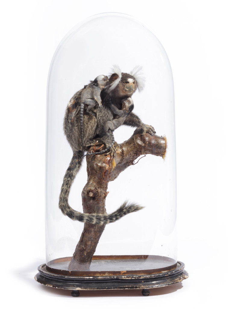 A Victorian dome with taxidermy cotton-eared Tamarind mother and babies