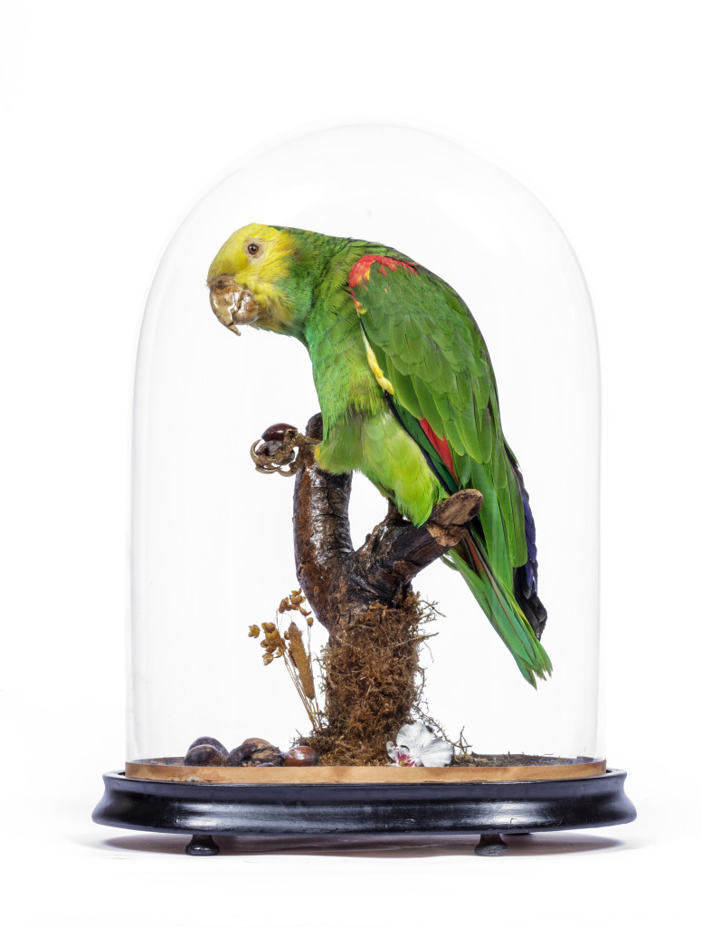 A Victorian taxidermy Yellow-Headed Amazon Parrot (Amazona oratrix)