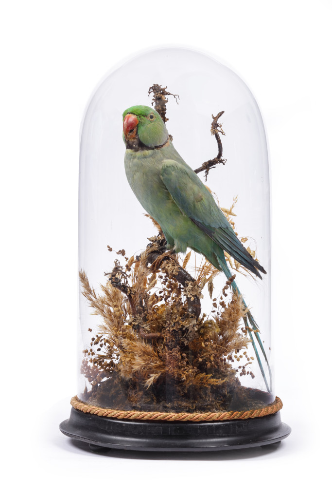 A Victorian Taxidermy dome with Ring-necked Parakeet