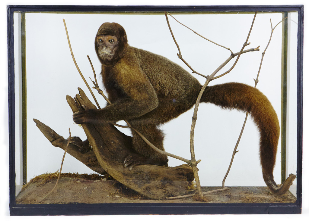 A fine cased taxidermy Woolly Monkey (Lagothrix Lagothrica, possibly poeppigii)