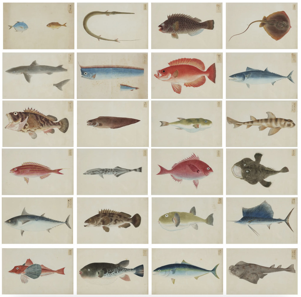 A collection of 24 fish drawings by Kawahara Keiga (c. 1786-1860) and studio