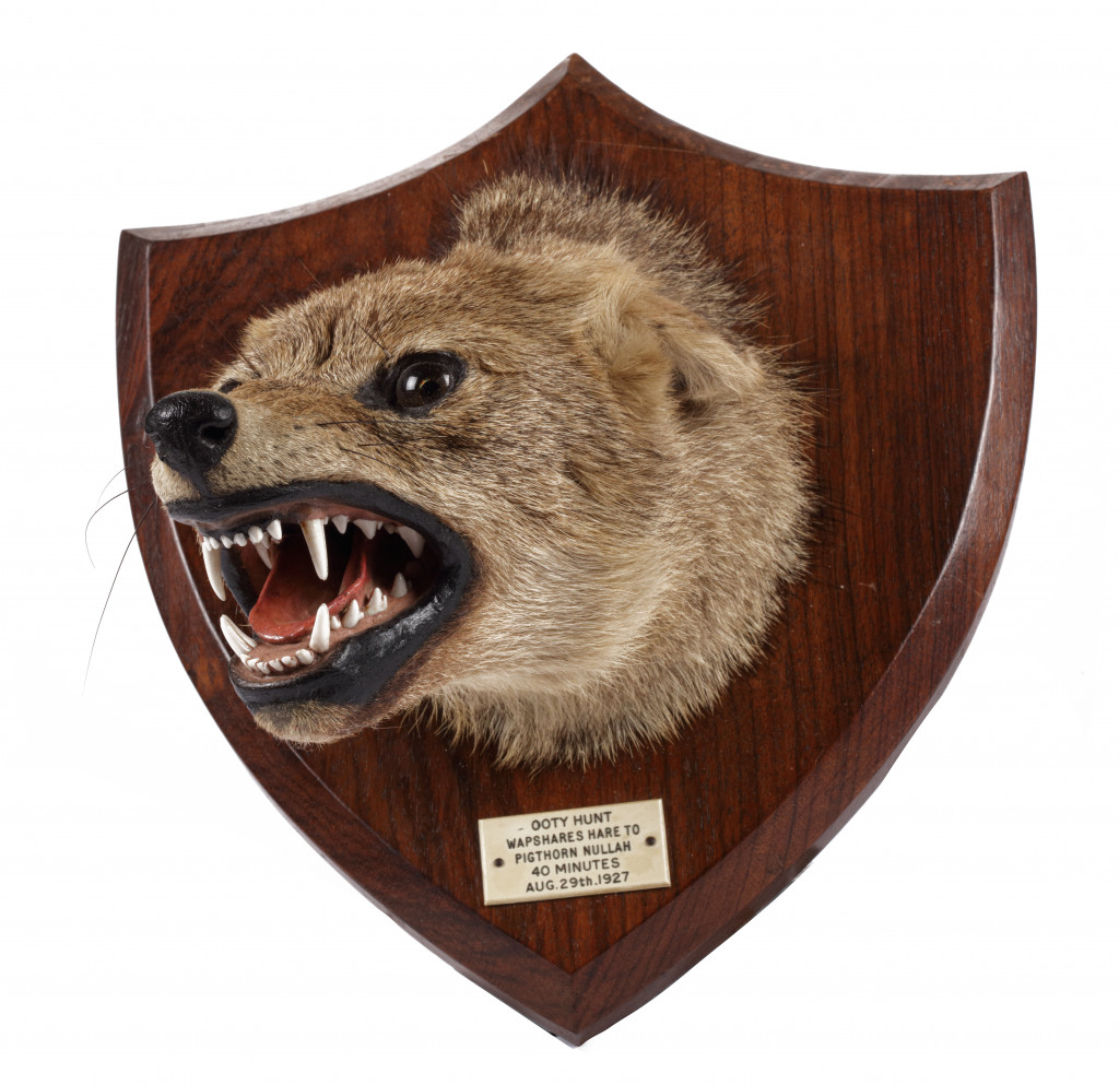 A fine taxidermy Indian Jackall (Canis aureus indicus) hunting trophy by Van Ingen & Van Ingen, Mysore
