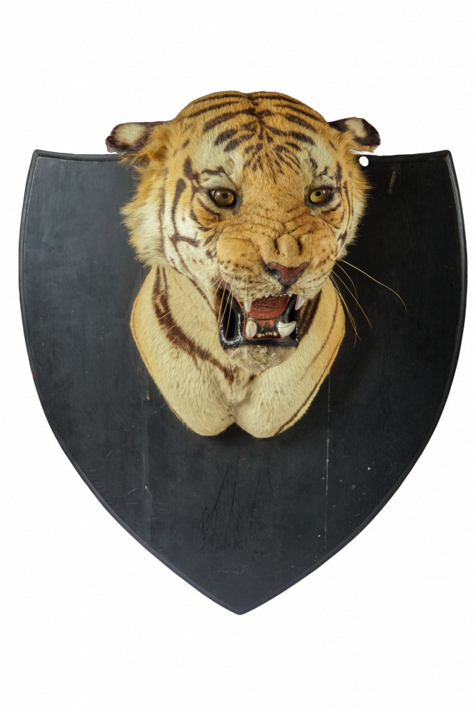 An extremely large Shikar taxidermy tiger (Panthera tigris) by Van Ingen & Van Ingen, Mysore