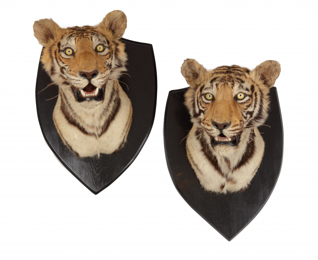 A pair of extremely rare taxidermy tiger heads by Van Ingen & Van Ingen, Mysore, formerly in the Kensington Palace collection